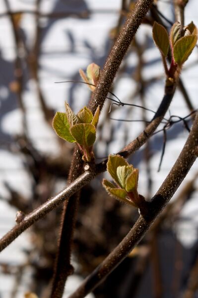 File:Kiwifruit Early Blossoms.jpg